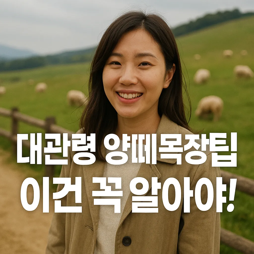 대관령 양떼목장 2025 완벽 가이드! 방목부터 즐길 거리까지 모두 알려드려요